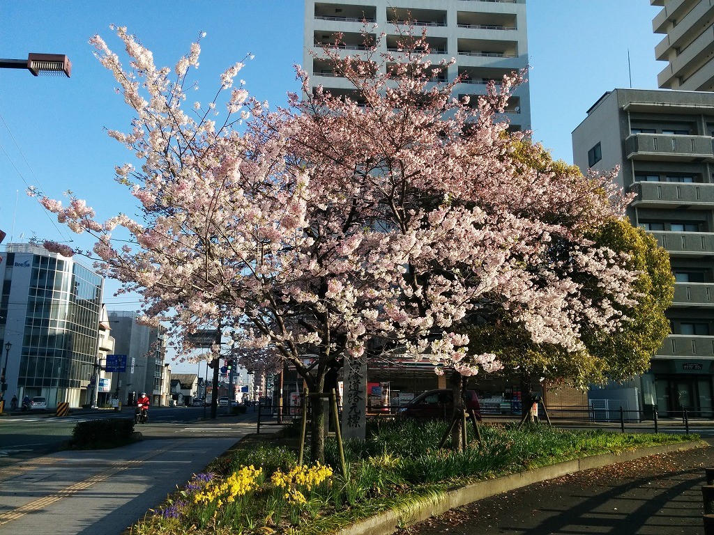松山市札の辻の桜