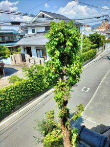 ２階の窓から剪定